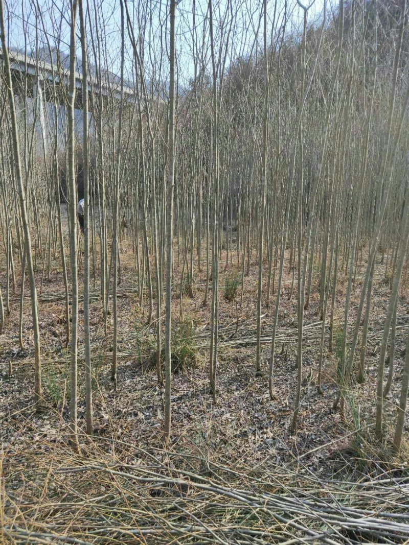 柳树，直柳，美国竹柳处理2一5Cm量大从优
