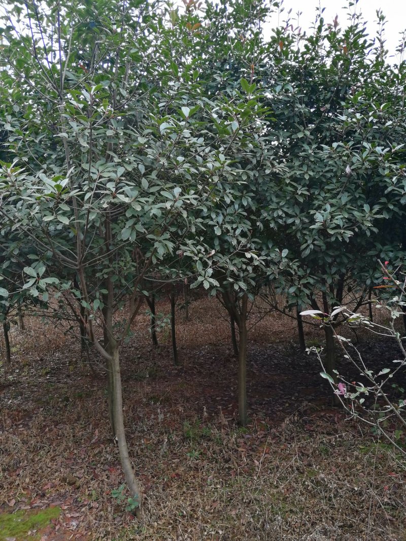 红叶石楠