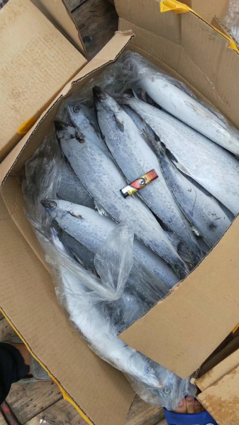 马胶鱼