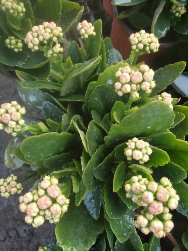 长寿花