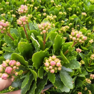 长寿花