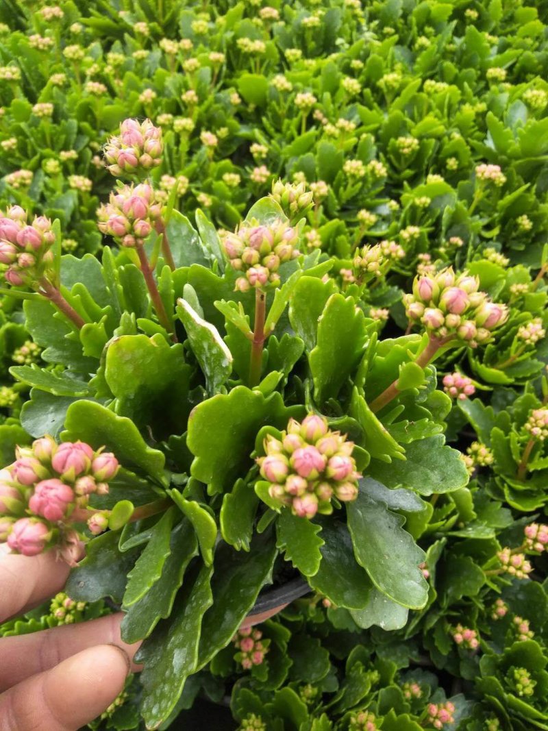 长寿花
