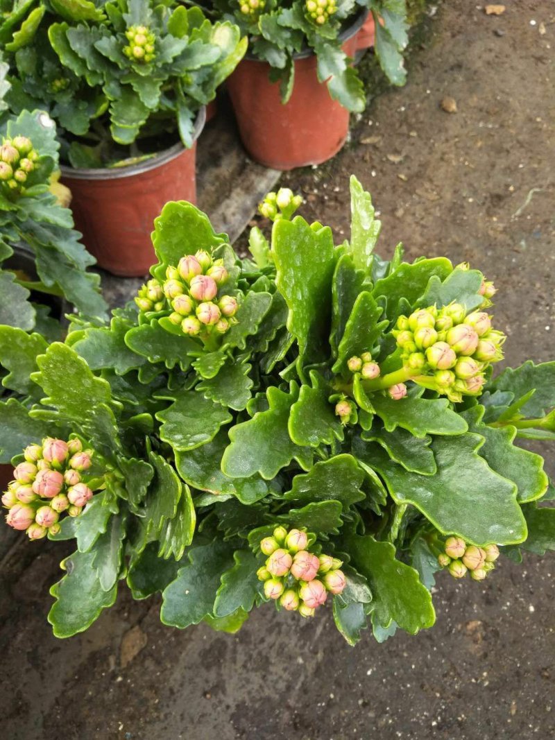 长寿花