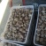 香菇白光面