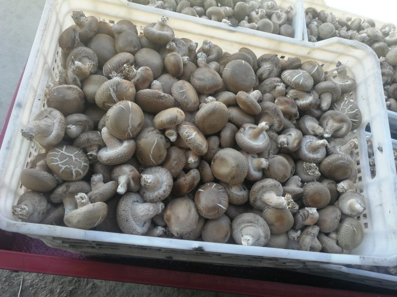 香菇白光面
