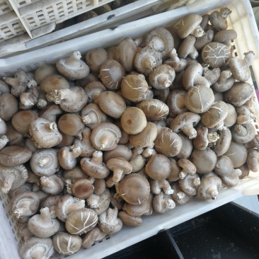 香菇白光面