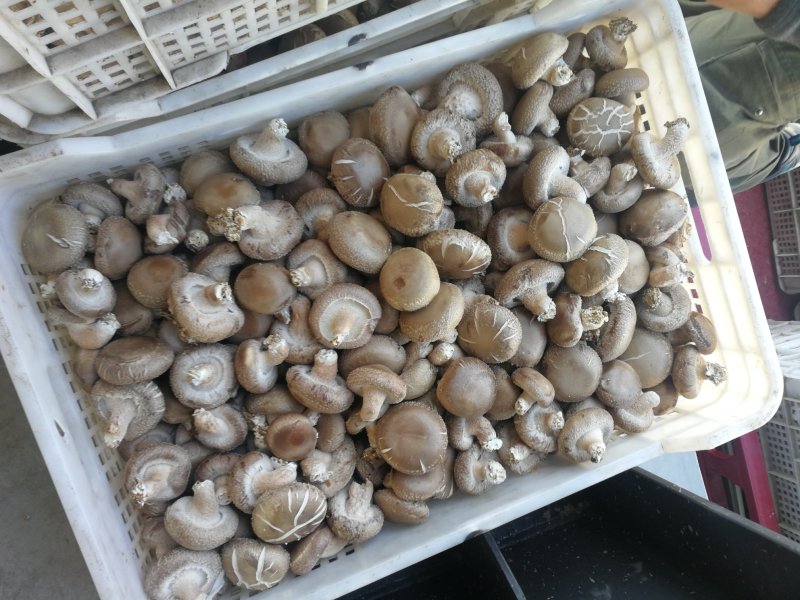 香菇白光面
