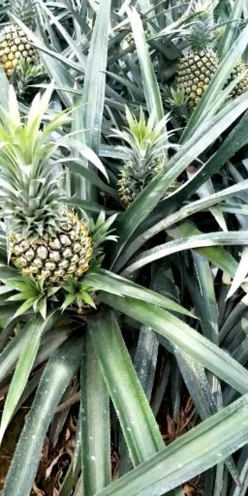 「荐」徐闻菠萝代办大量有货整车发货诚招长久诚信合作商！