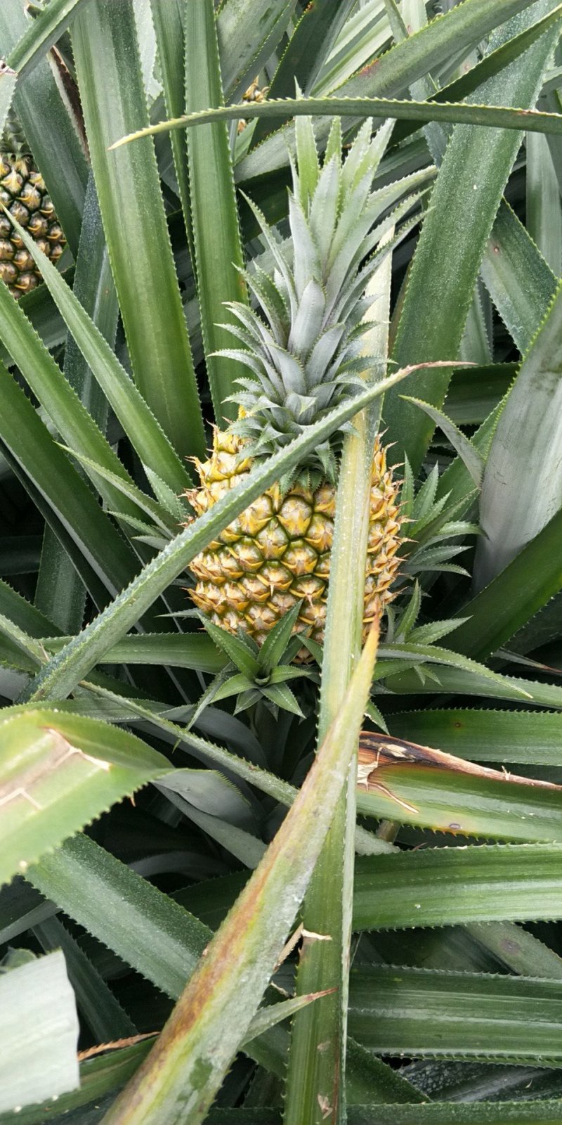「荐」徐闻菠萝代办大量有货整车发货诚招长久诚信合作商！