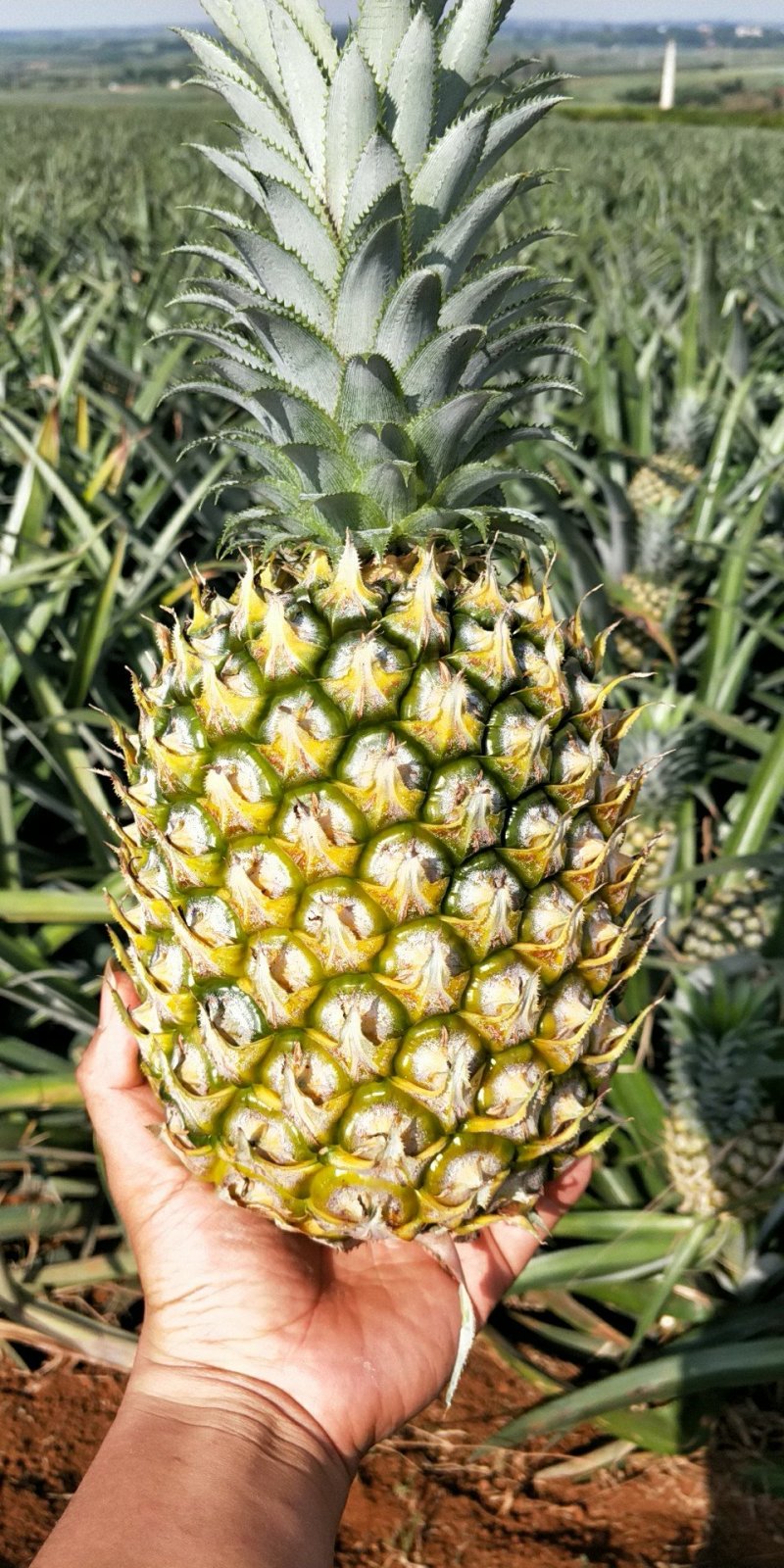 广东省徐闻县菠萝诚心寻找长期发货商！！！！！非诚意请勿打