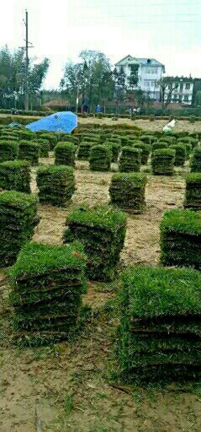 草皮