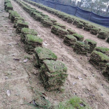 草皮