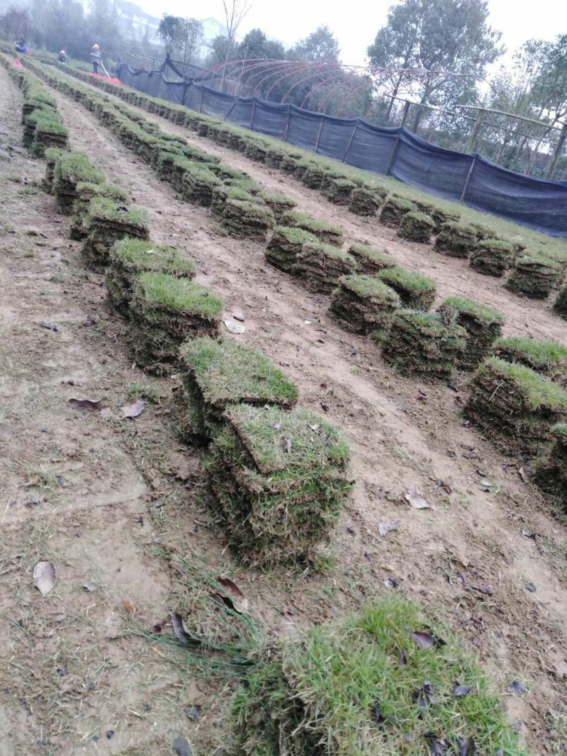 草皮