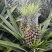 「荐」徐闻菠萝代办大量有货整车发货诚招长久诚信合作商！
