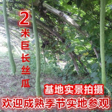 巨型一号特长丝瓜种子白籽真品观光庭院提取丝瓜水菜籽