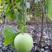 台湾香芋冬瓜种子圆宝小冬瓜种子抗病味香独特新芋香冬瓜种子