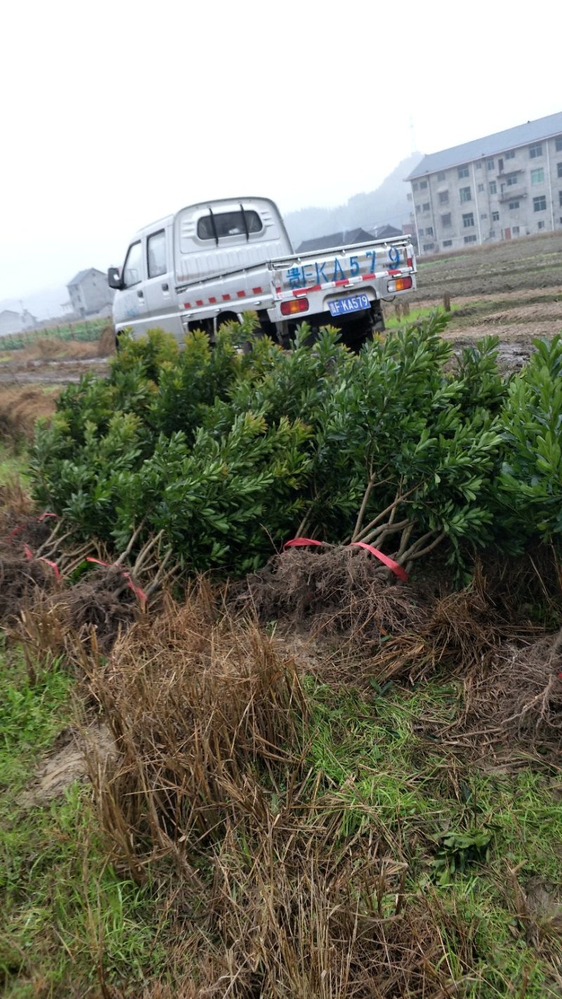 杨梅树台梅王子安海早熟大果含糖量高提供技术支持放心苗