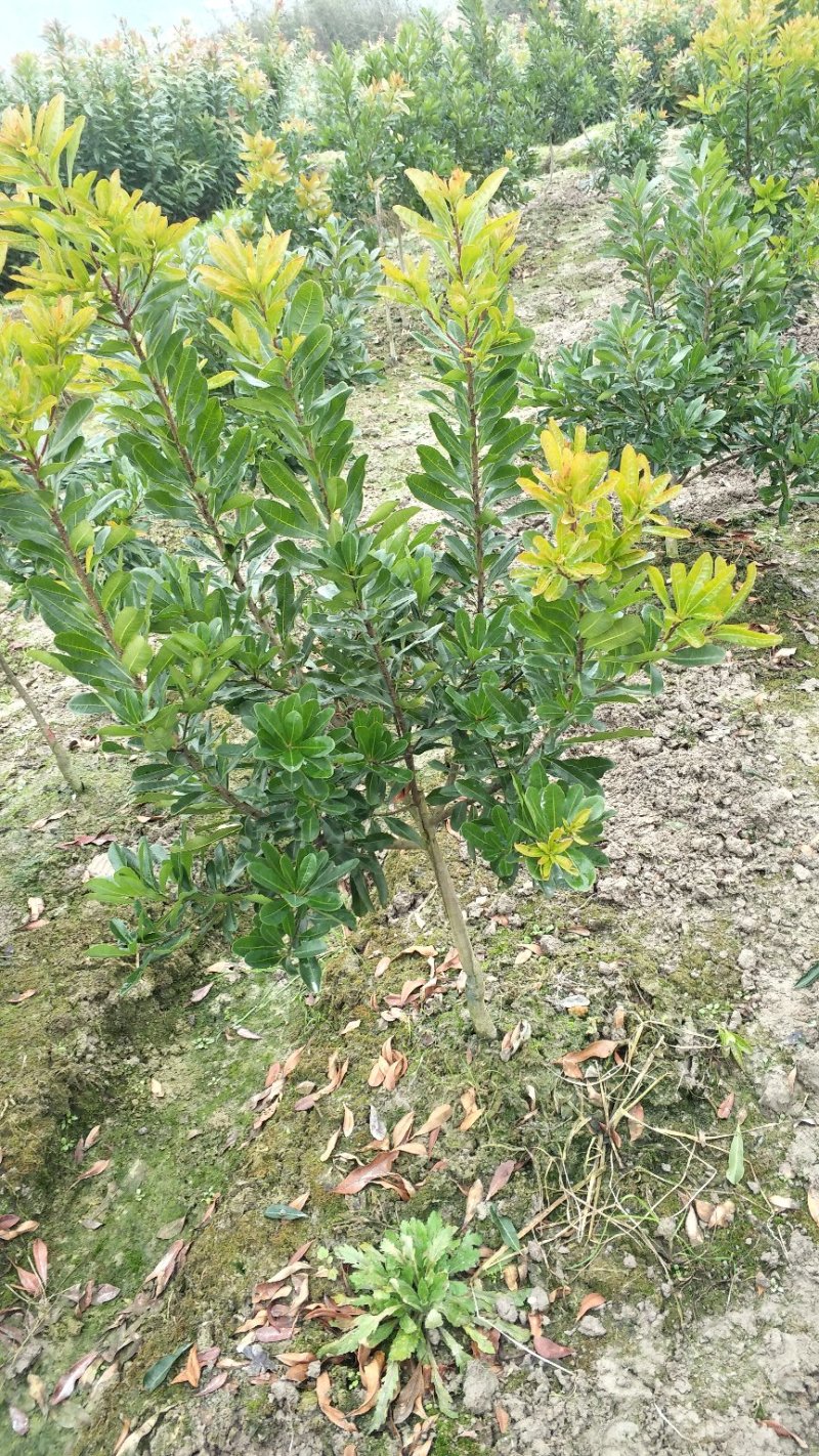 杨梅树台梅王子安海早熟大果含糖量高提供技术支持放心苗