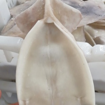 鱿鱼