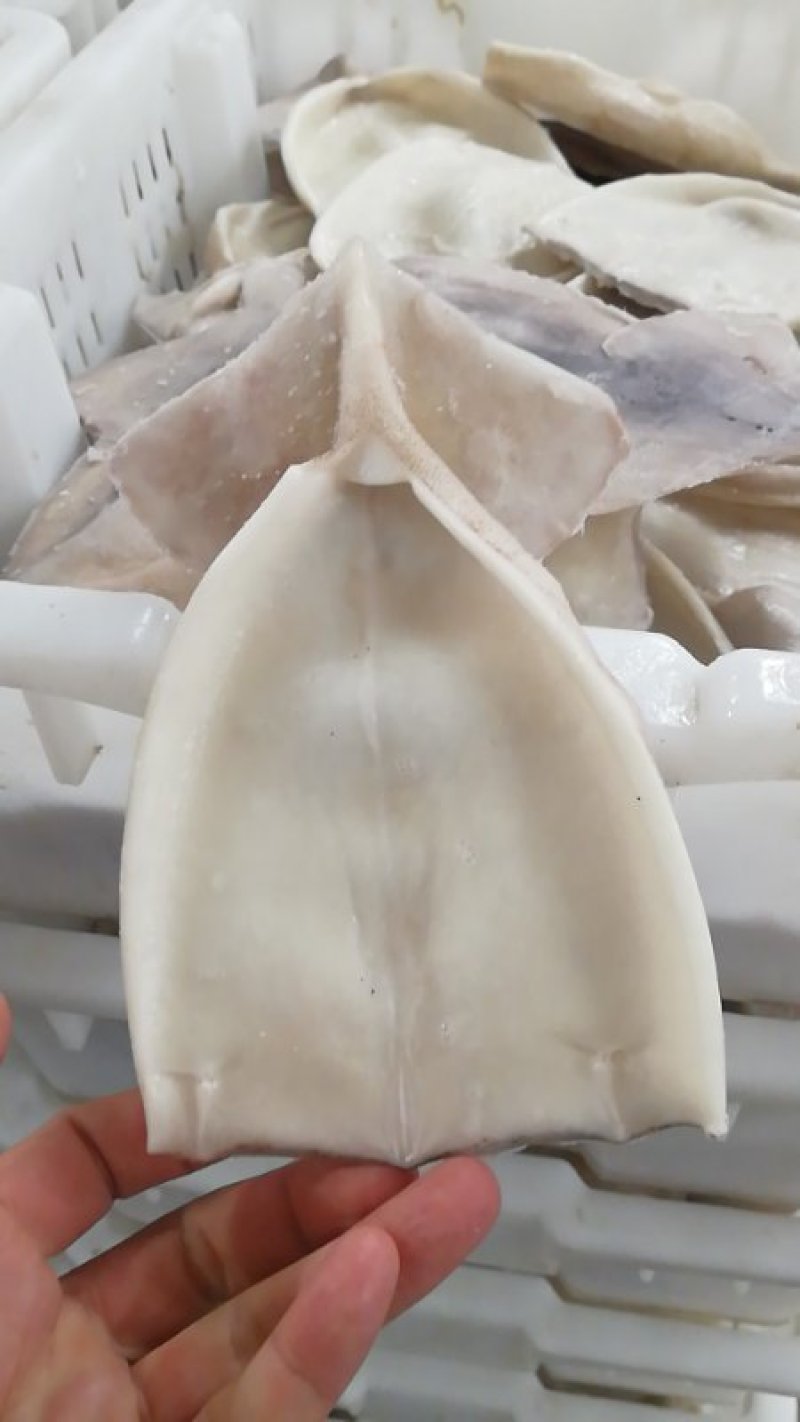 鱿鱼