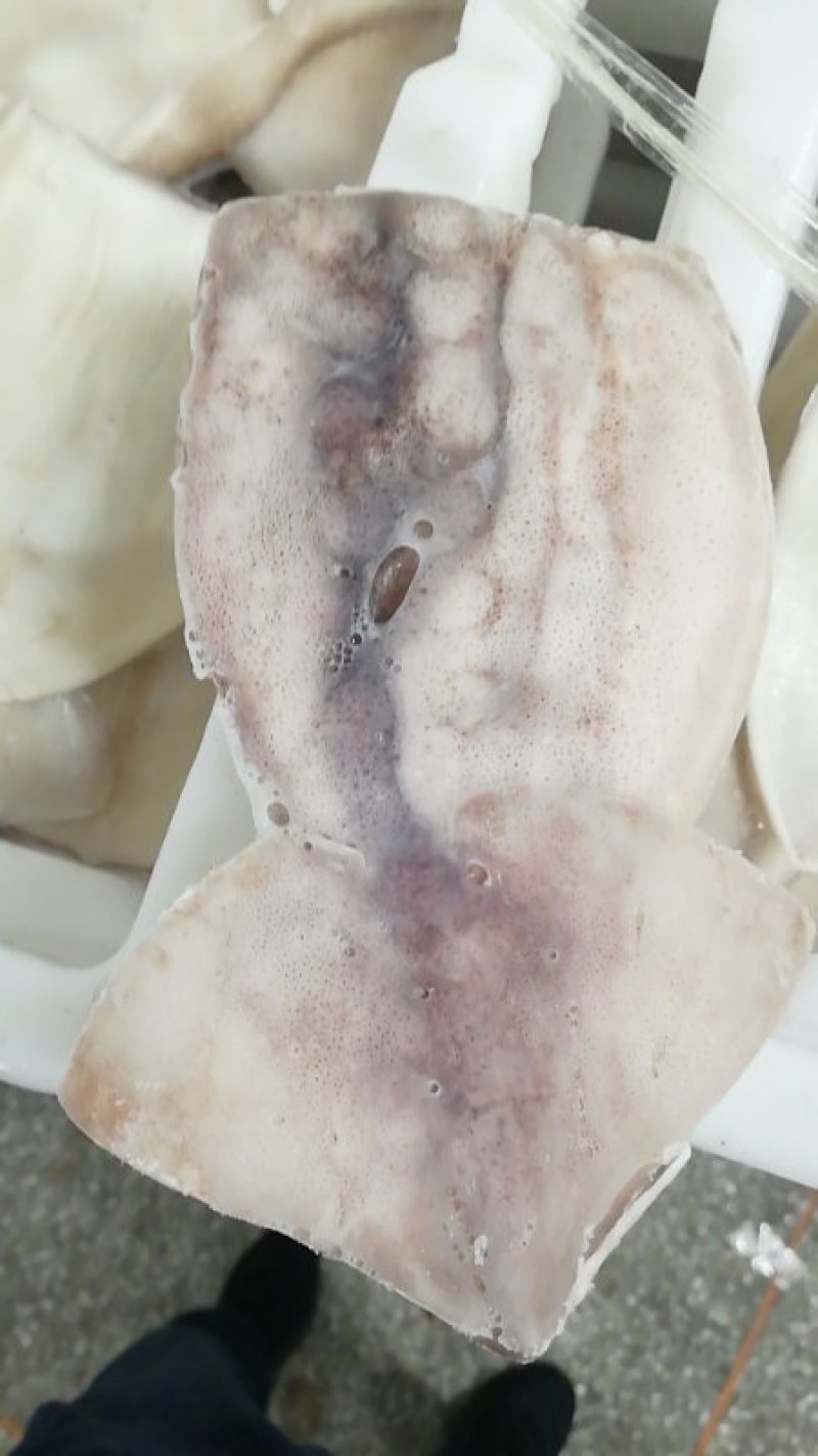 鱿鱼