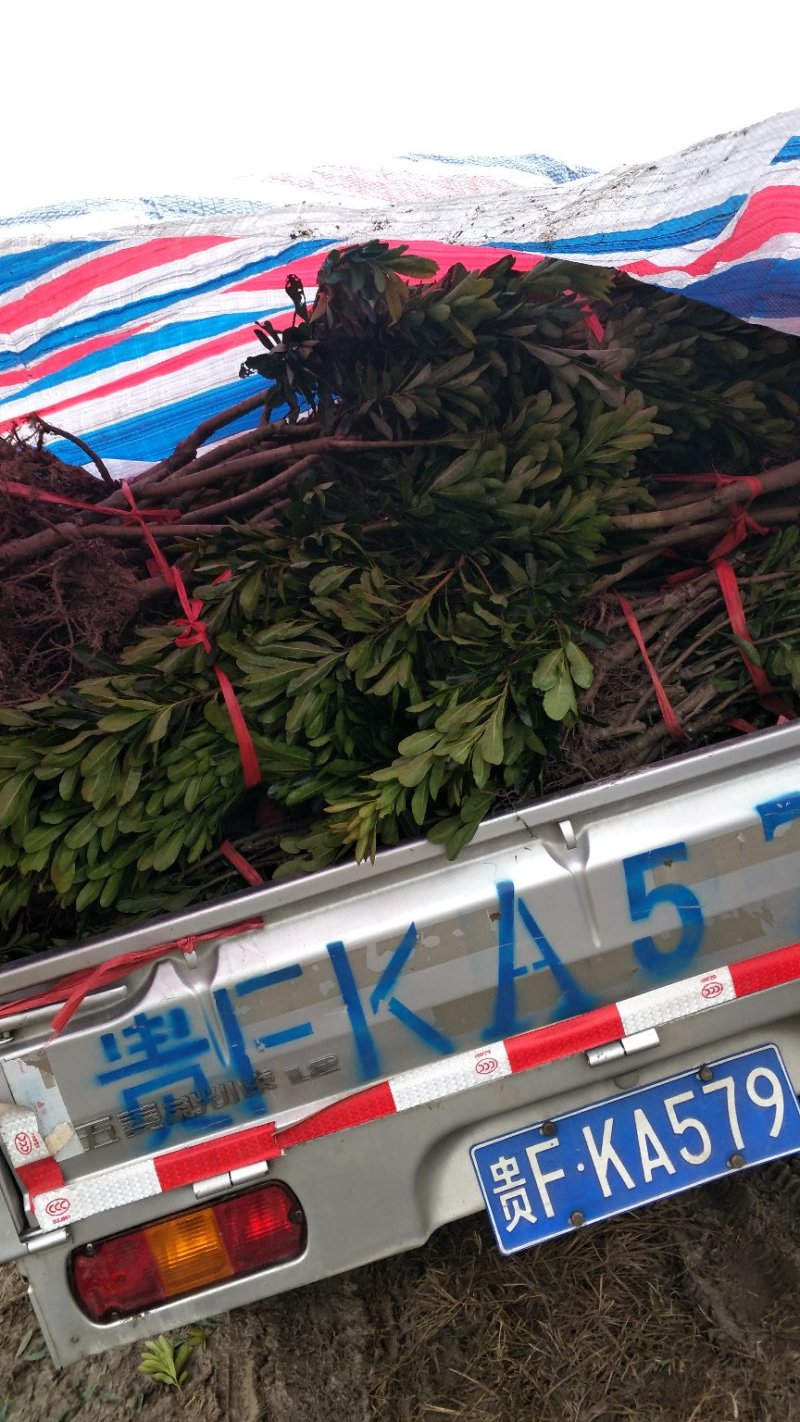 杨梅树台梅王子安海早熟大果含糖量高提供技术支持放心苗
