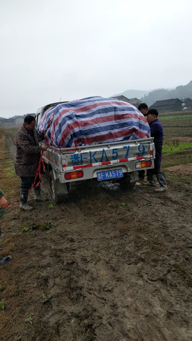 杨梅树台梅王子安海早熟大果含糖量高提供技术支持放心苗