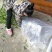杨梅树台梅王子安海早熟大果含糖量高提供技术支持放心苗