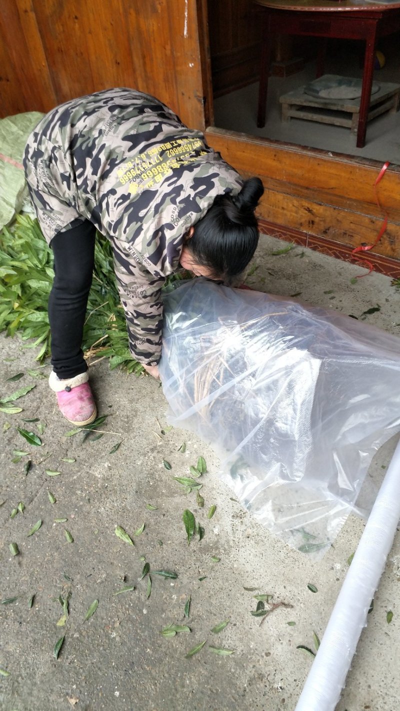 杨梅树台梅王子安海早熟大果含糖量高提供技术支持放心苗