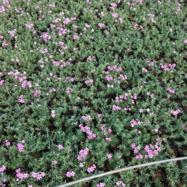 芝樱（丛生福禄考）