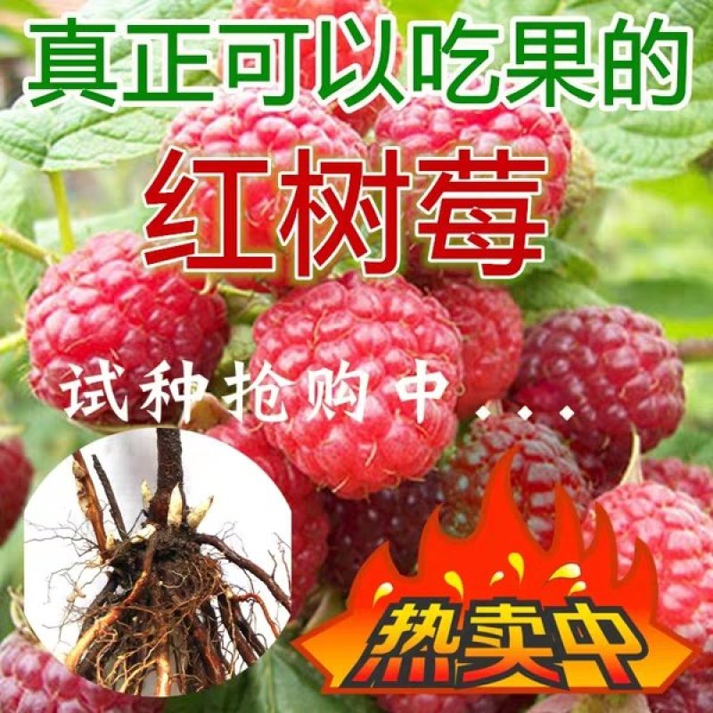 树莓苗红树莓黄树莓黑树莓，双季树莓，四季树莓，当年结果
