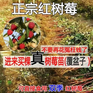 树莓苗红树莓黄树莓黑树莓，双季树莓，四季树莓，当年结果