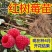 树莓苗红树莓黄树莓黑树莓，双季树莓，四季树莓，当年结果
