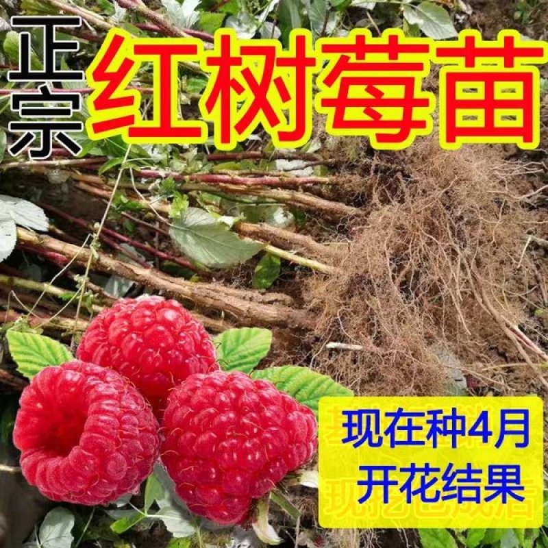 树莓苗红树莓黄树莓黑树莓，双季树莓，四季树莓，当年结果