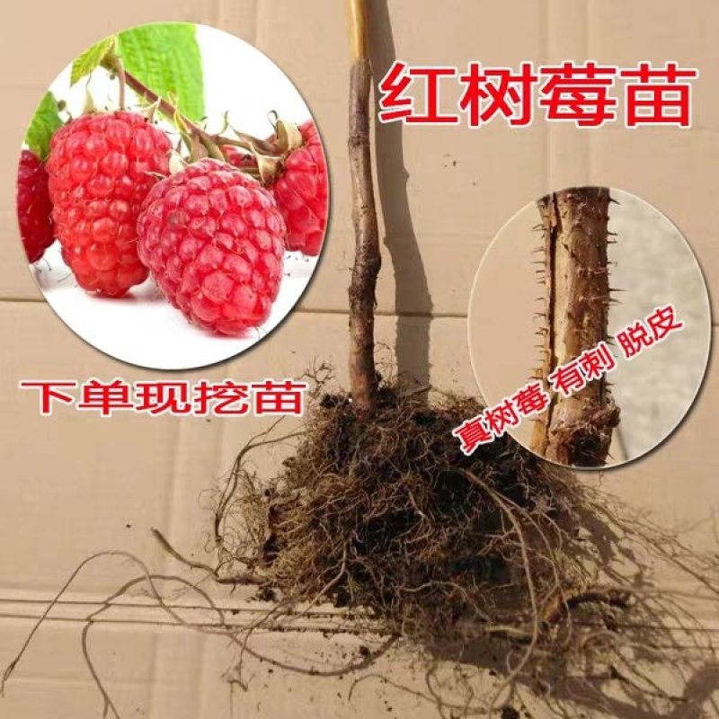 树莓苗红树莓黄树莓黑树莓，双季树莓，四季树莓，当年结果