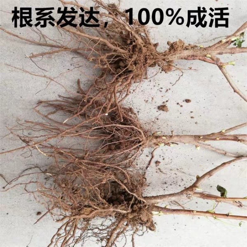 树葡萄苗可做盆景1当年结果包成活，基地直供，品质保证，