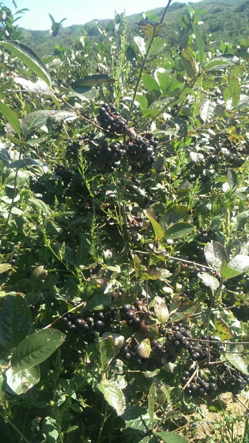 树葡萄苗可做盆景1当年结果包成活，基地直供，品质保证，