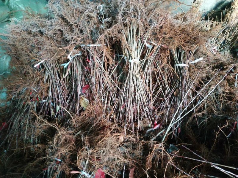 树葡萄苗可做盆景1当年结果包成活，基地直供，品质保证，