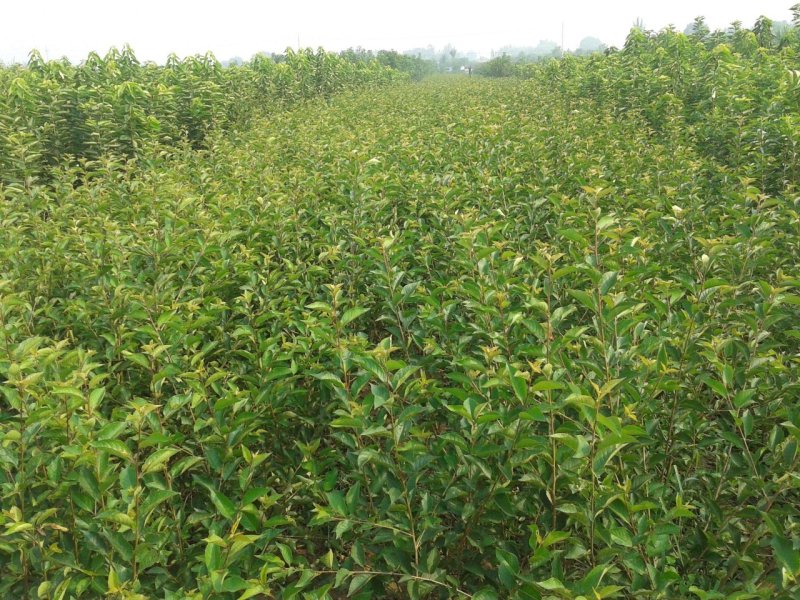 车厘子树苗包成活2年嫁接苗现挖现卖