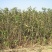 车厘子树苗包成活2年嫁接苗现挖现卖
