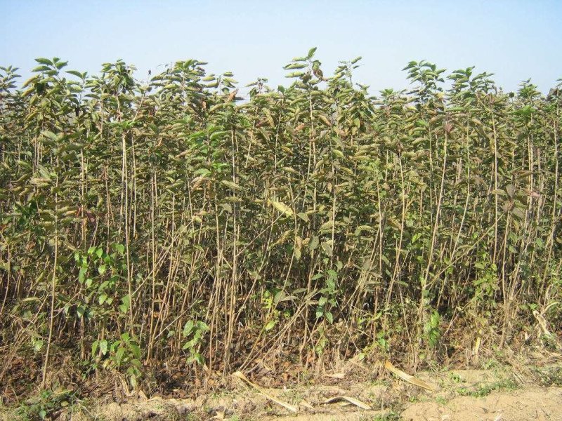 车厘子树苗包成活2年嫁接苗现挖现卖