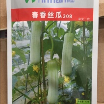 春香丝瓜种子308白丝瓜种白皮肉丝瓜特早熟耐热四季