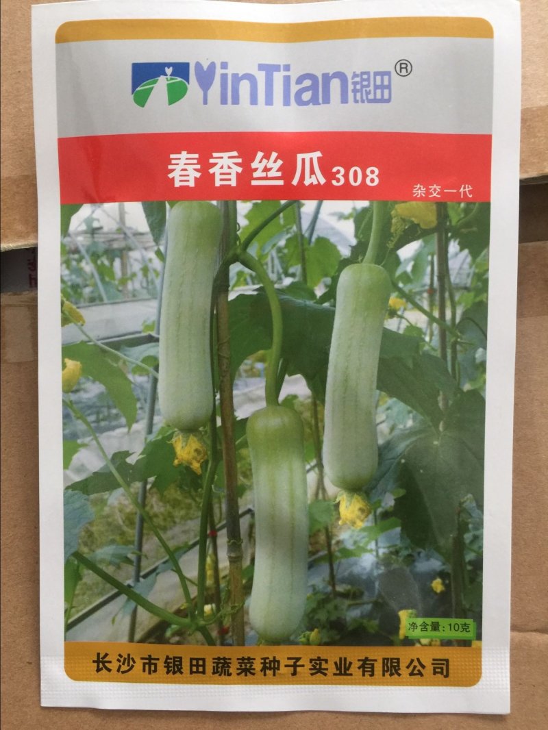 春香丝瓜种子308白丝瓜种白皮肉丝瓜特早熟耐热四季
