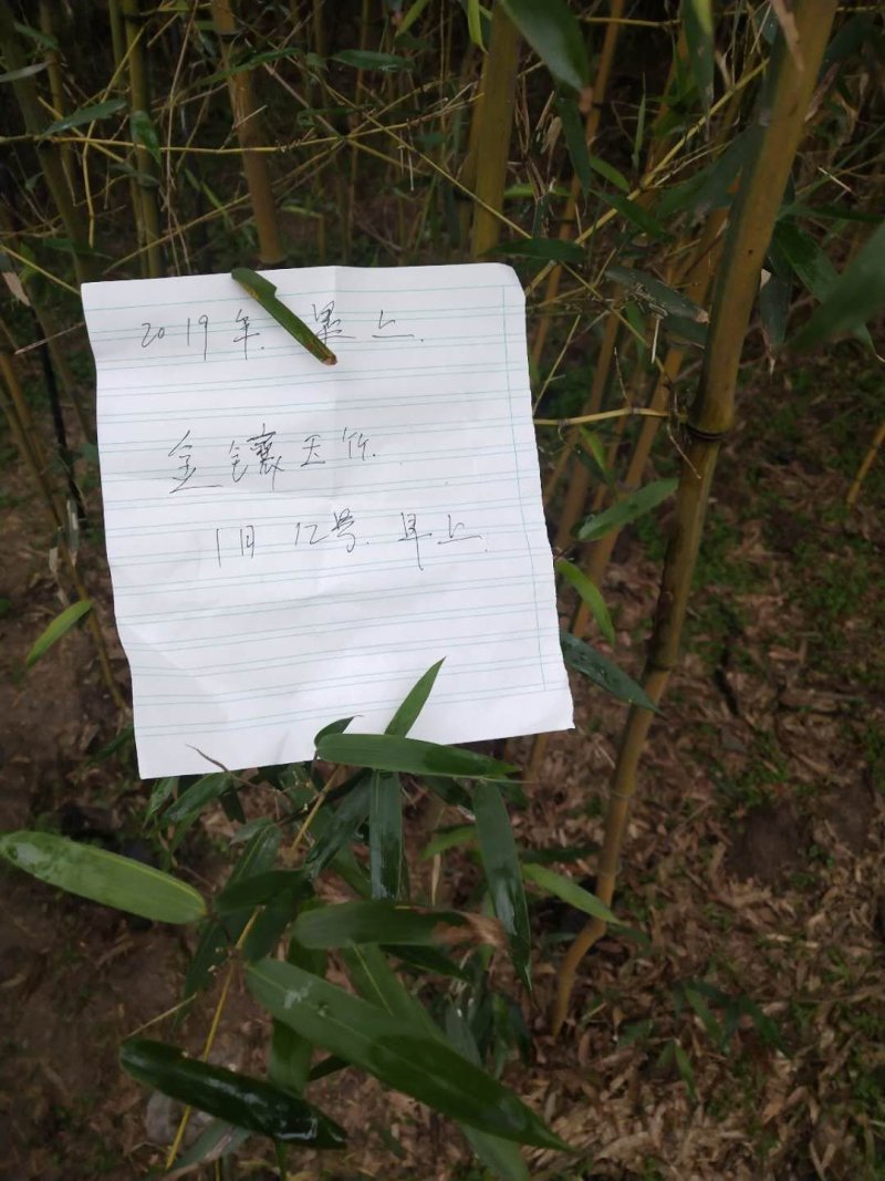 金镶玉竹