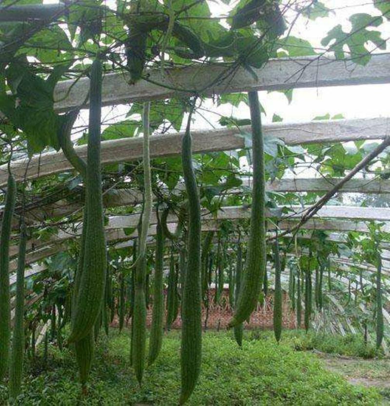 巨型一号特长丝瓜种子白籽真品观光庭院提取丝瓜水菜籽