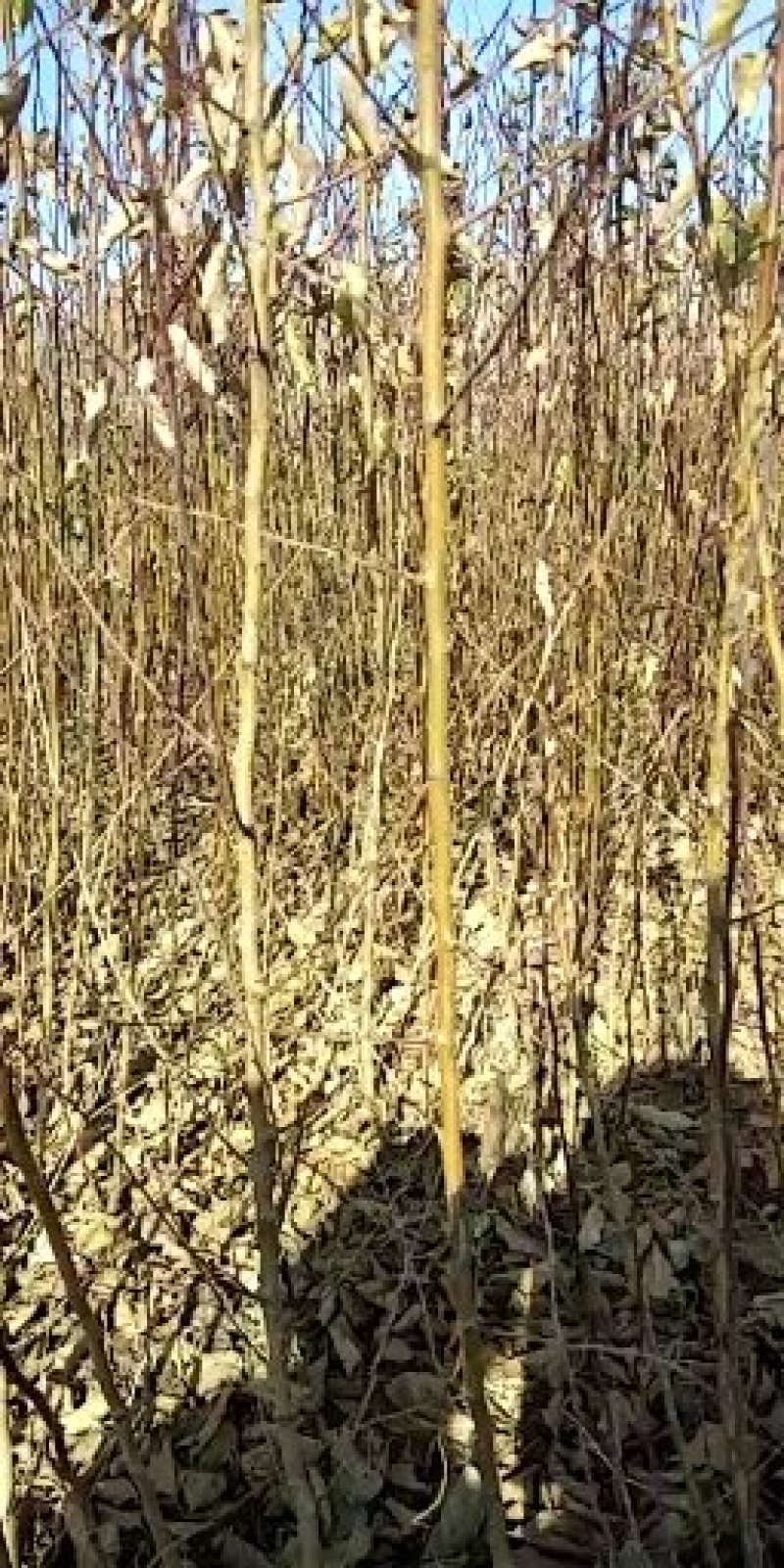 山杏苗一年苗