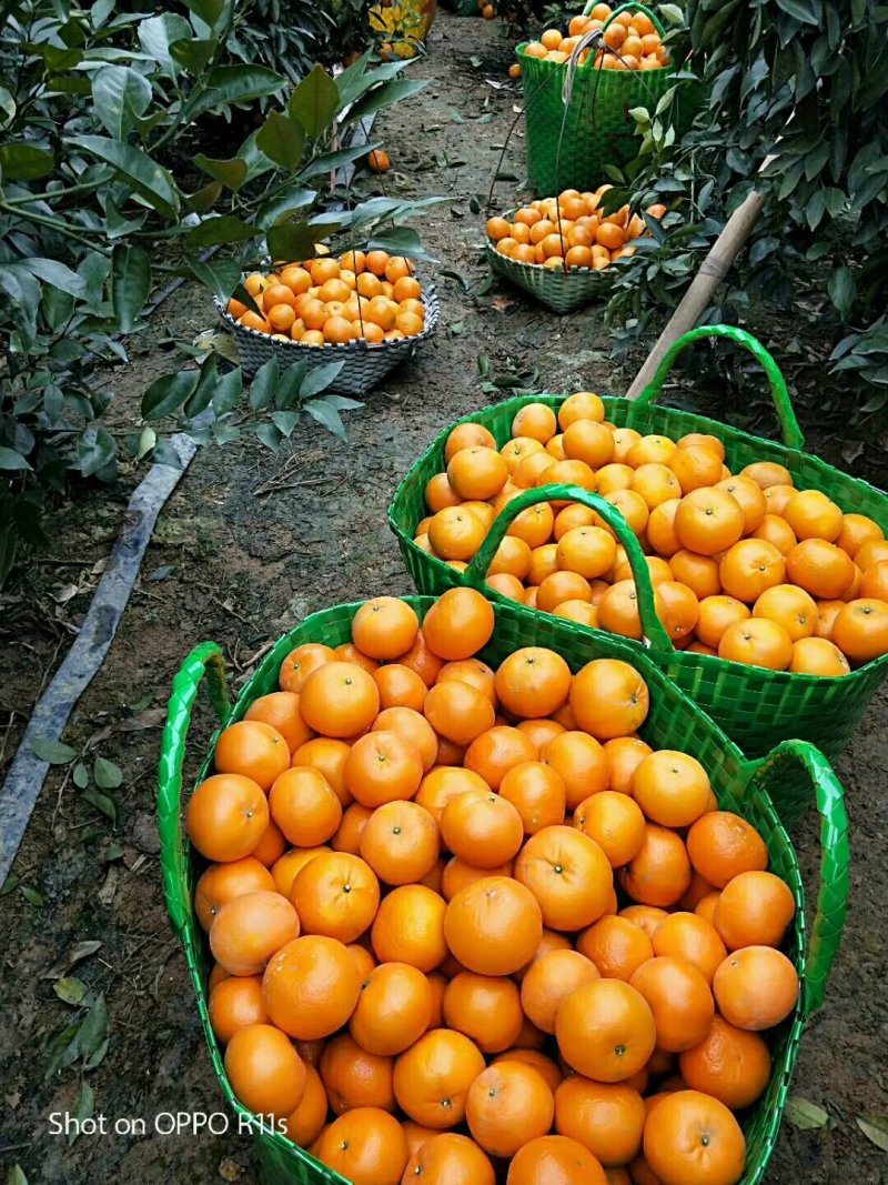 广西南宁市大量供应优质沃柑质量好。价格合理