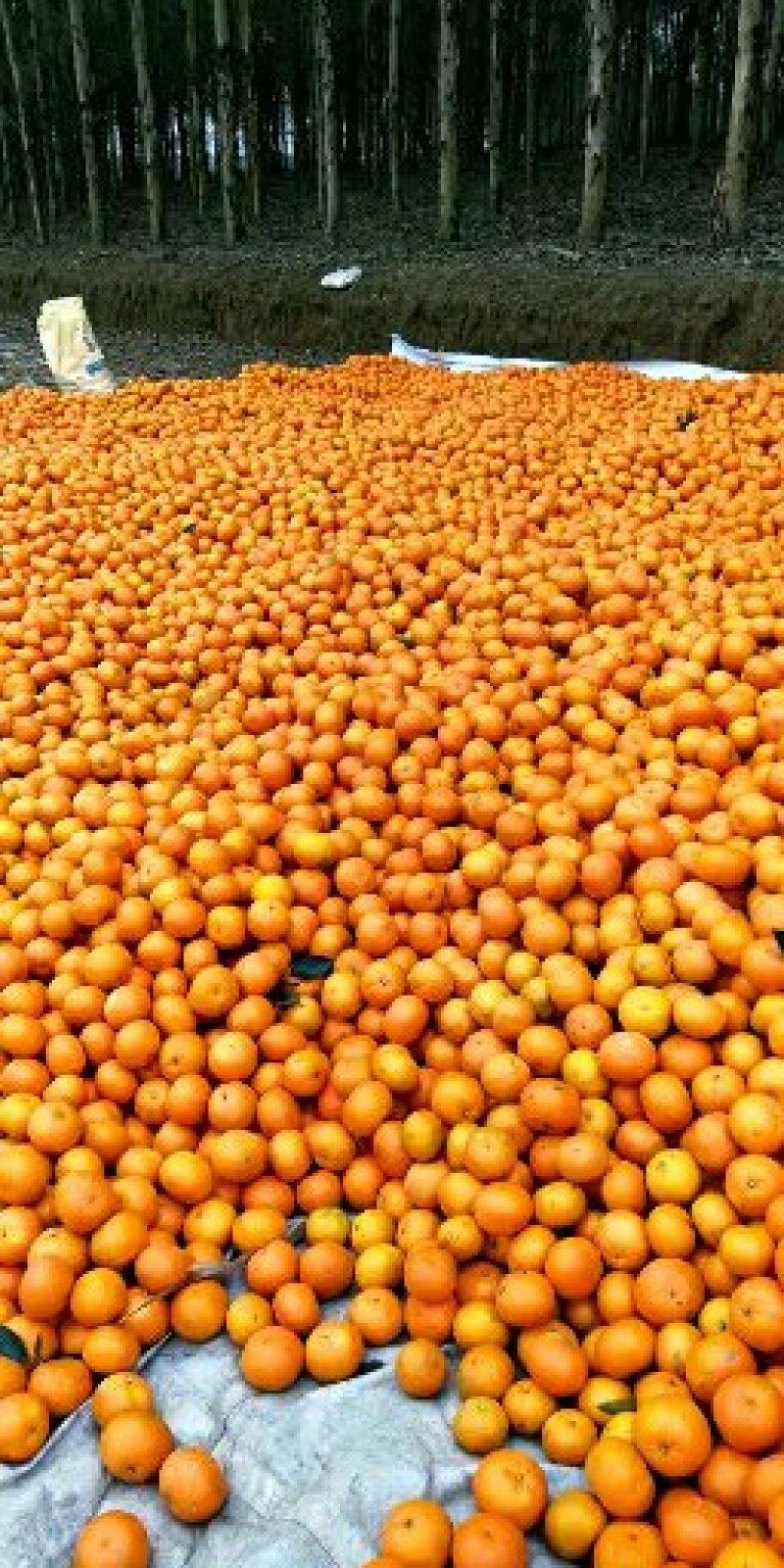 广西南宁市大量供应优质沃柑质量好。价格合理