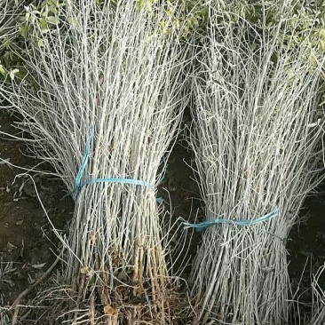 沙枣苗子甘肃玉门花海沙枣苗子批发需要的来甘肃玉门看货