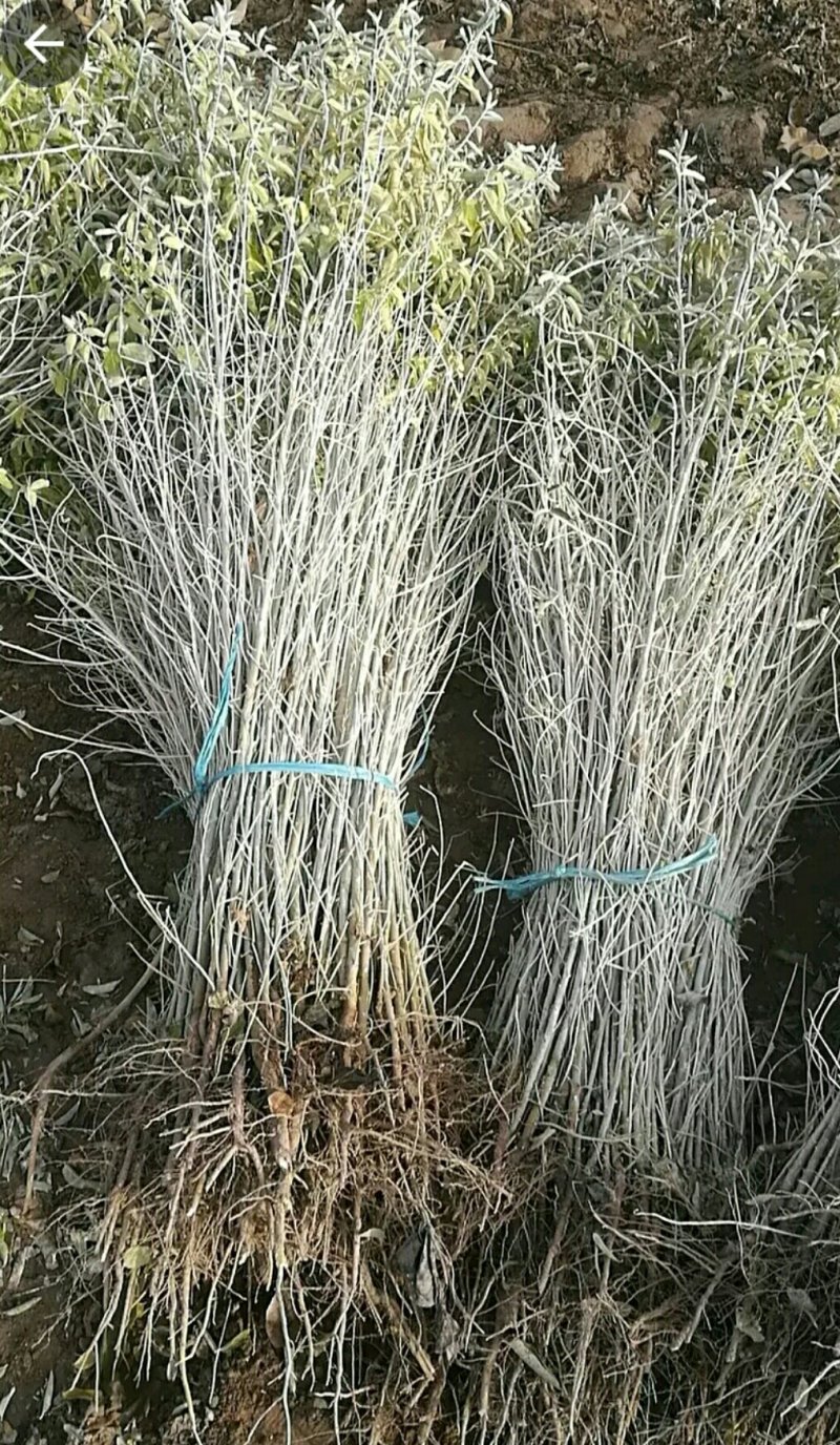 沙枣苗子甘肃玉门花海沙枣苗子批发需要的来甘肃玉门看货